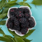 Černica nepichľavá - beztŕňová (Rubus fruticosus) ´ČAČANSKÁ BEZTRNNÁ´ - výška 30-40 cm, kont. P13, stredne skorá